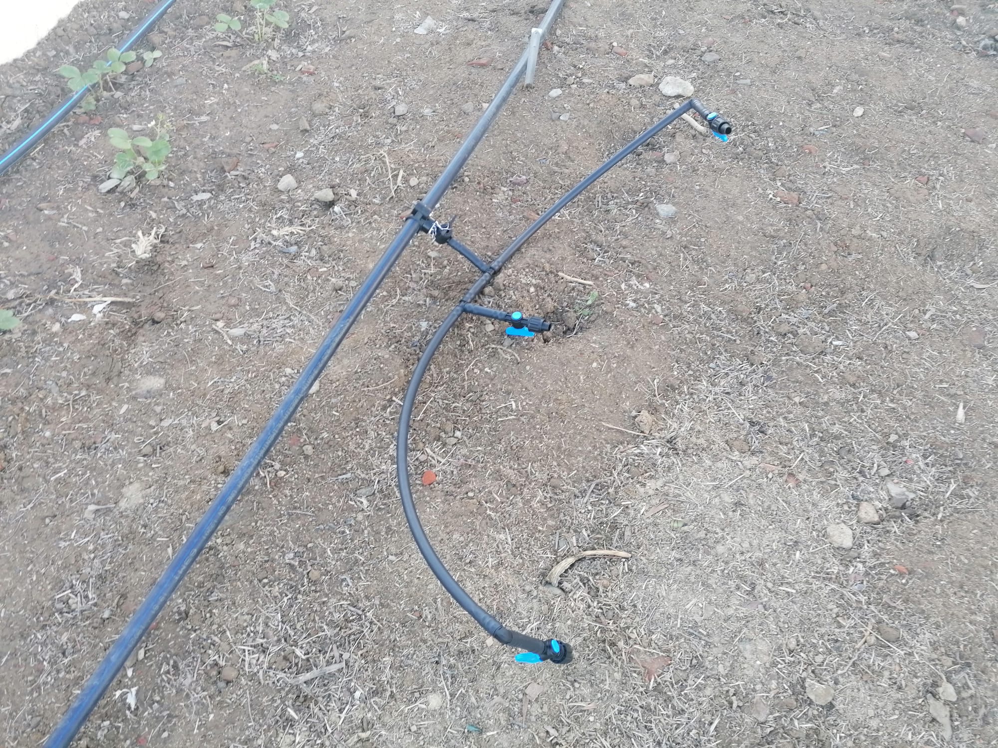 HUERTO ESCURIAL 4